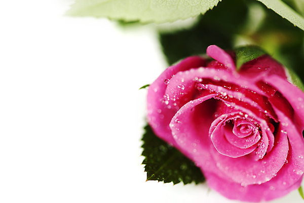 포토 JPG 해외이미지 실내 근접촬영 사람없음 장미 물방울 흰배경 해외202004 해외포토 꽃 뷰포인트 백그라운드 내부 흰색 파일형식