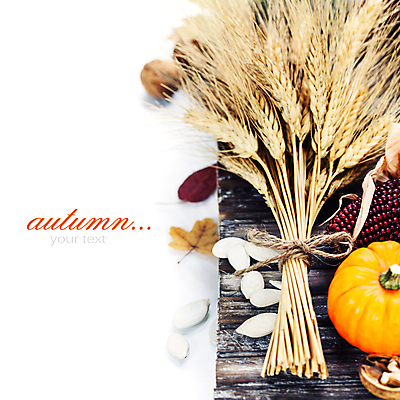 포토 JPG 해외이미지 호박 실내 타이포그라피 사람없음 농작물 벼 가을 흰배경 추수감사절 카피스페이스 흑찰옥수수 해외202004 해외포토 문자 계절 기독교 백그라운드 농업 채소 곡류 내부 공백 흰색 찰옥수수 파일형식