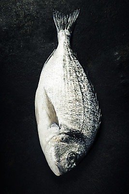 포토 JPG 해외이미지 검은배경 실내 어류 사람없음 하이앵글 해산물 해외202004 해외포토 뷰포인트 백그라운드 내부 검은색 수중동물 파일형식