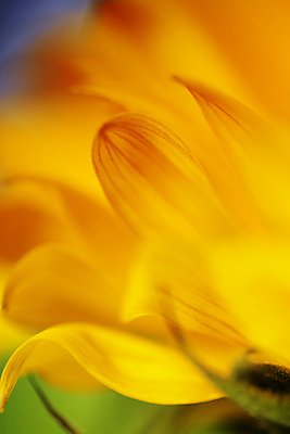 포토 JPG 해외이미지 꽃잎 해바라기 실내 근접촬영 사람없음 해외202004 해외포토 꽃 뷰포인트 내부 파일형식