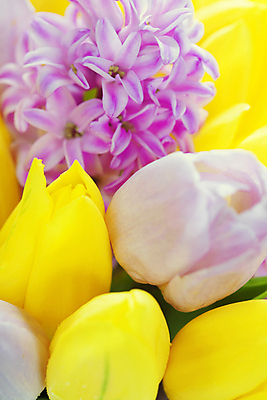 포토 JPG 해외이미지 꽃다발 봄꽃 실내 근접촬영 사람없음 튤립 히아신스 해외202004 해외포토 꽃 뷰포인트 내부 봄 파일형식