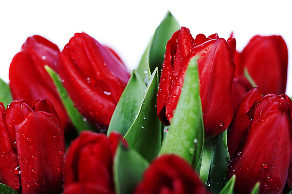 포토 JPG 해외이미지 꽃다발 사람없음 튤립 이슬 흰배경 해외202004 해외포토 꽃 백그라운드 흰색 파일형식