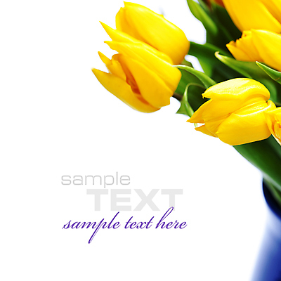 포토 JPG 해외이미지 화분 꽃다발 실내 근접촬영 타이포그라피 사람없음 튤립 흰배경 카피스페이스 해외202004 해외포토 문자 꽃 뷰포인트 백그라운드 내부 공백 흰색 파일형식