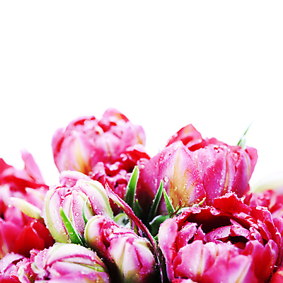 포토 JPG 해외이미지 꽃다발 실내 근접촬영 사람없음 튤립 물방울 흰배경 카피스페이스 해외202004 해외포토 꽃 뷰포인트 백그라운드 내부 공백 흰색 파일형식