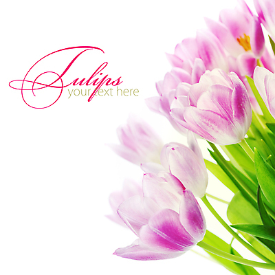 포토 JPG 해외이미지 꽃다발 실내 타이포그라피 사람없음 튤립 흰배경 카피스페이스 해외202004 해외포토 문자 꽃 백그라운드 내부 공백 흰색 파일형식