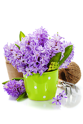 포토 JPG 해외이미지 화분 실내 사람없음 흰배경 원예 노끈 갈퀴 히아신스 해외202004 해외포토 꽃 줄 백그라운드 취미 내부 흰색 파일형식