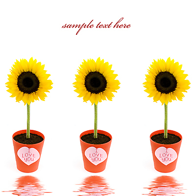 포토 JPG 해외이미지 화분 해바라기 실내 사람없음 하트 해외202004 해외포토 모양 꽃 내부 파일형식