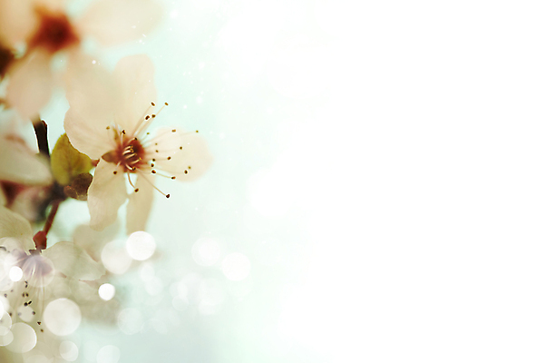 포토 JPG 해외이미지 봄꽃 실내 사람없음 아웃포커스 벚꽃 빛망울 카피스페이스 해외202004 해외포토 꽃 촬영기법 내부 빛 봄 공백 파일형식