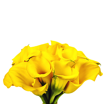 포토 JPG 해외이미지 꽃다발 실내 사람없음 카라 흰배경 칼라꽃 해외202004 해외포토 꽃 백그라운드 내부 흰색 파일형식