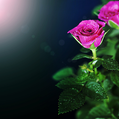 포토 JPG 해외이미지 검은배경 실내 사람없음 장미 물방울 카피스페이스 해외202004 해외포토 꽃 백그라운드 내부 검은색 공백 파일형식