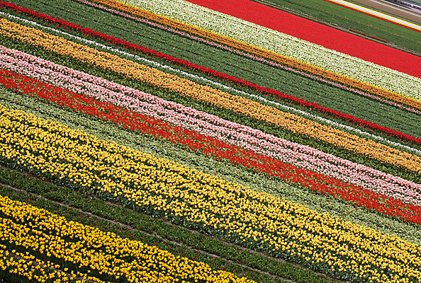 포토 JPG 해외이미지 주간 꽃밭 사람없음 야외 튤립 해외202004 해외포토 자연요소 꽃 파일형식