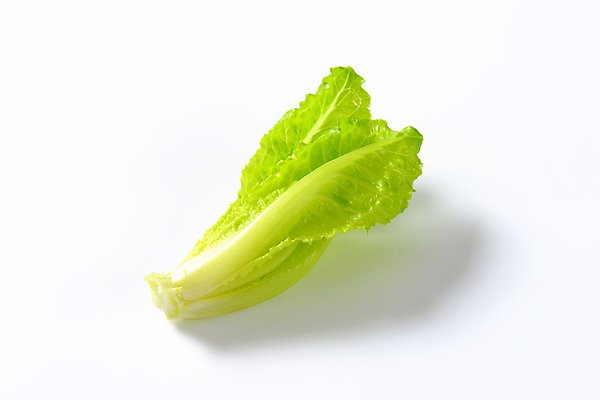 포토 JPG 해외이미지 웰빙 실내 사람없음 신선 흰배경 유기농 로메인상추 해외202004 해외202105 해외포토 백그라운드 내부 흰색 상추 파일형식