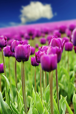 포토 JPG 해외이미지 주간 구름 잎 꽃밭 사람없음 야외 아웃포커스 튤립 해외202004 해외포토 자연요소 식물 꽃 촬영기법 파일형식