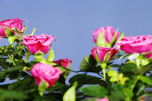 포토 JPG 해외이미지 실내 사람없음 장미 소프트포커스 파란배경 해외202004 해외포토 꽃 백그라운드 촬영기법 내부 파란색 파일형식