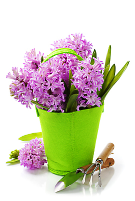 포토 JPG 해외이미지 화분 실내 사람없음 모종삽 흰배경 원예 갈퀴 히아신스 해외202004 해외포토 꽃 백그라운드 취미 내부 흰색 삽 파일형식