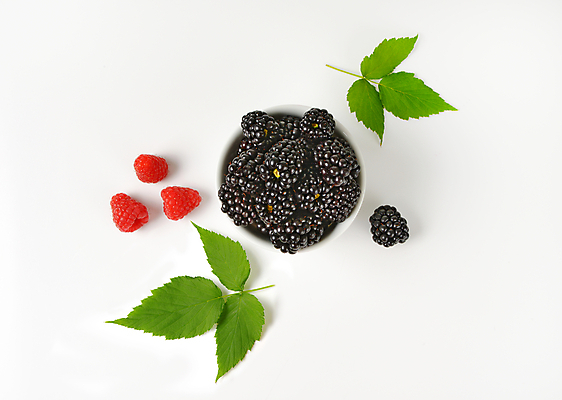 포토 JPG 해외이미지 스튜디오촬영 열매 음식 사람없음 신선 흰배경 머리위 베리 블랙베리 숙성 해외202004 해외202105 해외포토 식물 백그라운드 과일 실내 흰색 파일형식