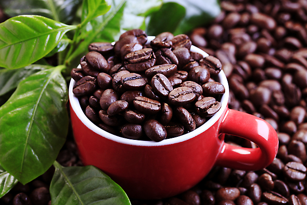 포토 JPG 해외이미지 식물 음료 잎 사람없음 컵 빨간색 초록색 원두 나뭇가지 커피잔 굽기 가득함 묘사 무알코올 해외202004 해외202105 해외포토 나무 식기 커피 컬러 잔 구이 파일형식