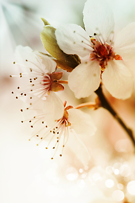 포토 JPG 해외이미지 봄꽃 실내 근접촬영 사람없음 아웃포커스 벚꽃 빛망울 해외202004 해외포토 꽃 뷰포인트 촬영기법 내부 빛 봄 파일형식