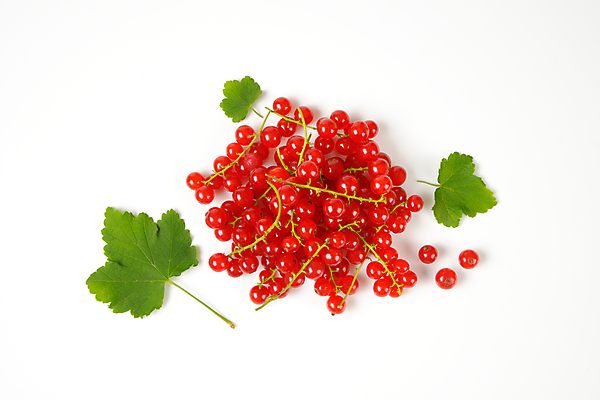 포토 JPG 해외이미지 열매 음식 잎 과일 사람없음 빨간색 나뭇가지 신선 흰배경 날것 머리위 흙더미 건포도 숙성 해외202004 해외202105 해외포토 나무 식물 컬러 백그라운드 포도 흙 흰색 건과일 파일형식 더미