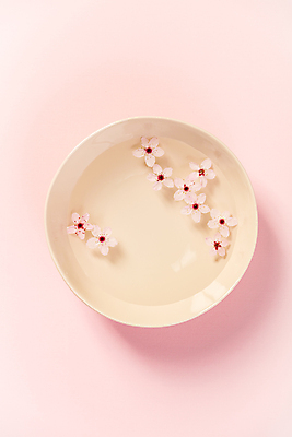 포토 JPG 해외이미지 그릇 실내 사람없음 물 하이앵글 벚꽃 아로마테라피 분홍색배경 해외202004 해외포토 자연요소 식기 꽃 뷰포인트 분홍색 백그라운드 내부 테라피 파일형식