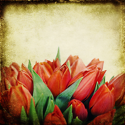 포토 JPG 해외이미지 종이 꽃다발 사람없음 튤립 빈티지 해외202004 해외포토 꽃 컨셉 파일형식