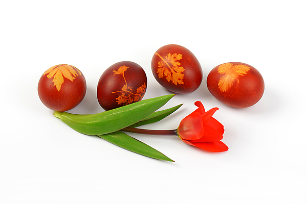 포토 JPG 해외이미지 스튜디오촬영 전통 디자인 꽃 음식 꽃무늬 패턴 휴가 부활절 요리 사람없음 장식 빨간색 갈색 봄 튤립 껍질 화려 그리기 그룹 심볼 흰배경 에코 친환경 부활절계란 내추럴 삶기 핸드메이드 해외202004 해외202105 해외포토 식물 계절 기념일 컬러 백그라운드 컨셉 무늬 모션 실내 환경 계란 흰색 파일형식