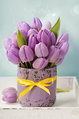 포토 JPG 해외이미지 리본 화분 꽃다발 실내 사람없음 튤립 파란배경 빛망울 나무탁자 해외202004 해외포토 꽃 백그라운드 탁자 내부 파란색 빛 파일형식