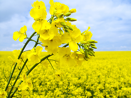 포토 JPG 해외이미지 식물 밭 농업 자연 풍경 사람없음 가로 여름 농작물 농경지 노란색 맑음 봄 벚꽃 시골 개화 유채 카놀라 해외202004 해외202105 해외포토 계절 꽃 산업 컬러 날씨 농장 생태계 파일형식