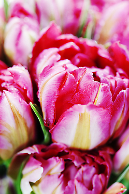 포토 JPG 해외이미지 실내 근접촬영 사람없음 아웃포커스 튤립 해외202004 해외포토 꽃 뷰포인트 촬영기법 내부 파일형식