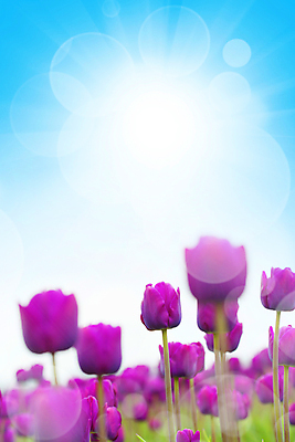 포토 JPG 해외이미지 사람없음 튤립 파란배경 블러효과 카피스페이스 해외202004 해외포토 꽃 백그라운드 파란색 공백 블러 파일형식 효과