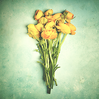 포토 JPG 해외이미지 꽃다발 실내 사람없음 파란배경 라넌큘러스 해외202004 해외포토 꽃 백그라운드 내부 파란색 파일형식