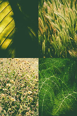 포토 JPG 해외이미지 주간 꽃 잎 사람없음 야외 콜라주 강아지풀 해외202004 해외포토 자연요소 식물 한해살이풀 파일형식