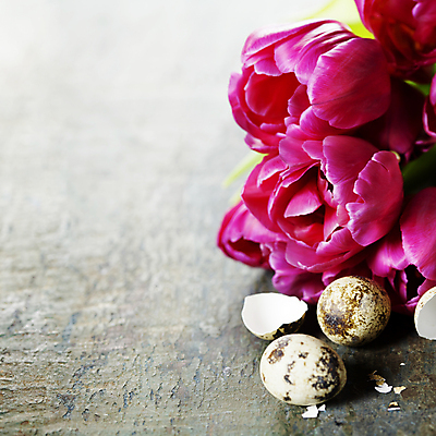 포토 JPG 해외이미지 실내 근접촬영 사람없음 튤립 메추리알 알껍데기 해외202004 해외포토 꽃 뷰포인트 내부 알 파일형식