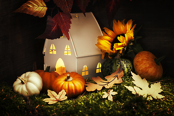 포토 JPG 해외이미지 낙엽 호박 검은배경 해바라기 실내 사람없음 농작물 가을 건축모형 해외202004 해외포토 계절 꽃 백그라운드 잎 농업 채소 내부 모형 검은색 파일형식