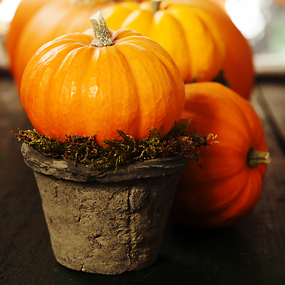 포토 JPG 해외이미지 화분 호박 실내 근접촬영 사람없음 농작물 가을 작음 미니 해외202004 해외포토 계절 뷰포인트 농업 채소 내부 크기 파일형식