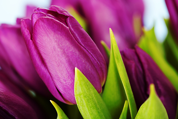 포토 JPG 해외이미지 꽃잎 근접촬영 사람없음 아웃포커스 튤립 해외202004 해외포토 꽃 뷰포인트 촬영기법 파일형식