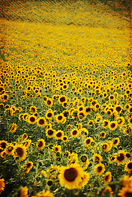 포토 JPG 해외이미지 주간 꽃밭 해바라기 사람없음 야외 해외202004 해외포토 자연요소 꽃 파일형식