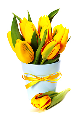 포토 JPG 해외이미지 리본 화분 꽃다발 실내 사람없음 튤립 흰배경 해외202004 해외포토 꽃 백그라운드 내부 흰색 파일형식