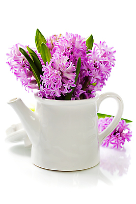 포토 JPG 해외이미지 화분 잎 주전자 실내 사람없음 흰배경 원예 히아신스 해외202004 해외포토 식물 꽃 백그라운드 주방용품 취미 내부 흰색 파일형식