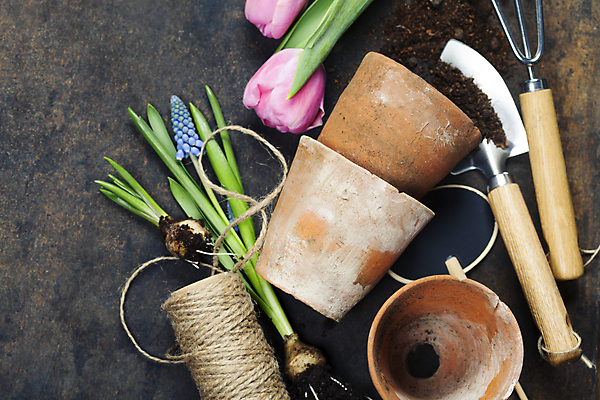 포토 JPG 해외이미지 꽃 화분 사람없음 하이앵글 흙 튤립 모종삽 원예 노끈 갈퀴 원예용품 갈색배경 홈가드닝 해외202004 해외포토 식물 줄 뷰포인트 생활용품 백그라운드 취미 갈색 삽 파일형식