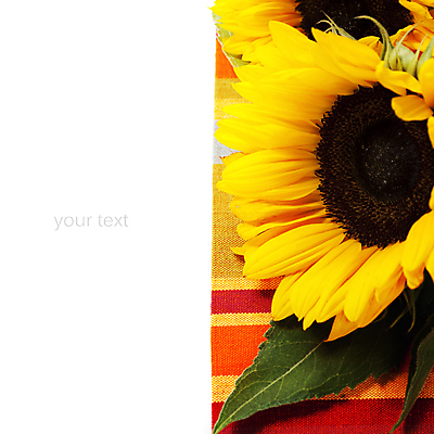 포토 JPG 해외이미지 해바라기 실내 사람없음 해외202004 해외포토 꽃 내부 파일형식