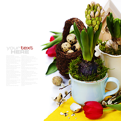 포토 JPG 해외이미지 식물 꽃 화분 실내 사람없음 바구니 튤립 흰배경 원예 메추리알 해외202004 해외포토 백그라운드 취미 내부 알 흰색 파일형식