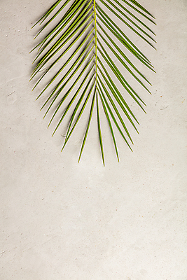 포토 JPG 해외이미지 실내 사람없음 열대잎 베이지색배경 카피스페이스 해외202004 해외포토 백그라운드 잎 내부 공백 베이지색 파일형식