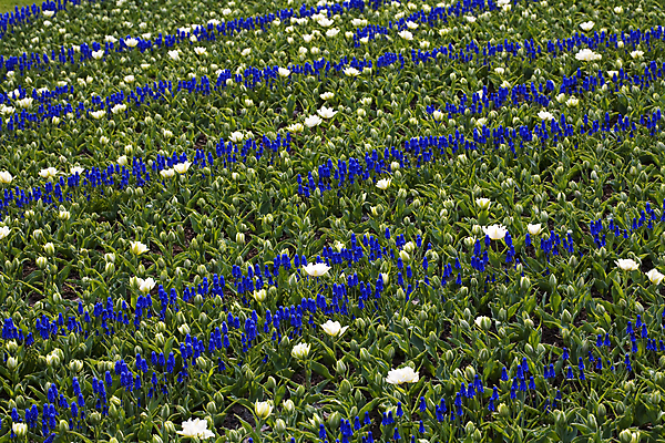 포토 JPG 해외이미지 잎 꽃밭 사람없음 야외 튤립 해외202004 해외포토 식물 꽃 파일형식