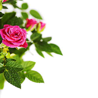 포토 JPG 해외이미지 잎 실내 사람없음 아웃포커스 장미 흰배경 해외202004 해외포토 식물 꽃 백그라운드 촬영기법 내부 흰색 파일형식