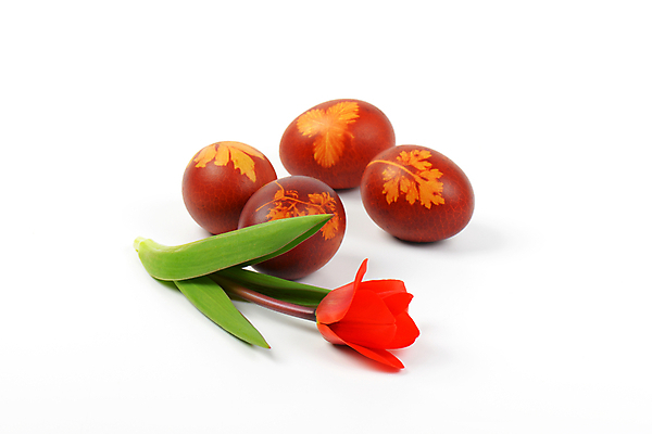 포토 JPG 해외이미지 스튜디오촬영 전통 디자인 꽃 음식 꽃무늬 패턴 휴가 부활절 요리 사람없음 장식 빨간색 갈색 봄 튤립 껍질 화려 그리기 그룹 심볼 흰배경 에코 친환경 부활절계란 내추럴 삶기 핸드메이드 해외202004 해외202105 해외포토 식물 계절 기념일 컬러 백그라운드 컨셉 무늬 모션 실내 환경 계란 흰색 파일형식