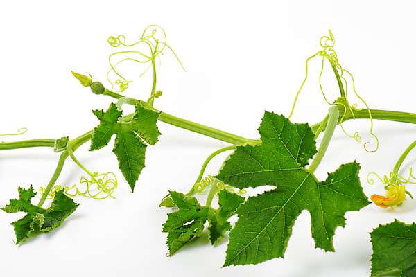 포토 JPG 해외이미지 스튜디오촬영 식물 줄기 잎 사람없음 초록색 신선 흰배경 스쿼시 주키니 주키니호박 해외202004 해외202105 해외포토 스포츠 컬러 백그라운드 실내 구기 흰색 파일형식