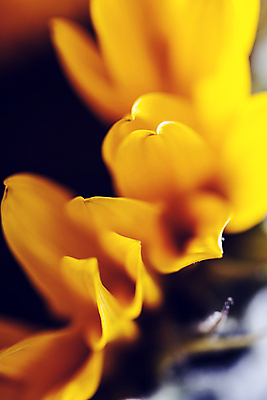 포토 JPG 해외이미지 꽃잎 해바라기 실내 근접촬영 사람없음 해외202004 해외포토 꽃 뷰포인트 내부 파일형식