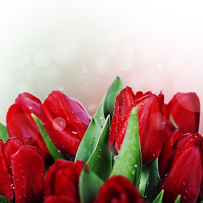 포토 JPG 해외이미지 사람없음 튤립 이슬 흰배경 빛망울 해외202004 해외포토 꽃 백그라운드 빛 흰색 파일형식