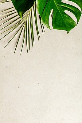 포토 JPG 해외이미지 실내 사람없음 몬스테라 열대잎 베이지색배경 카피스페이스 해외202004 해외포토 식물 백그라운드 잎 내부 공백 베이지색 파일형식